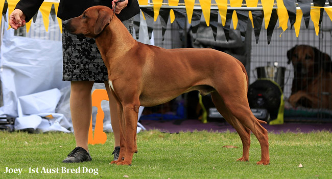 Chilolo sales rhodesian ridgebacks