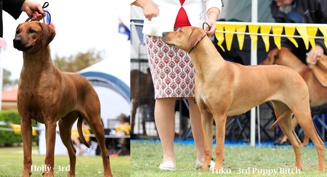 Chilolo rhodesian sale ridgebacks