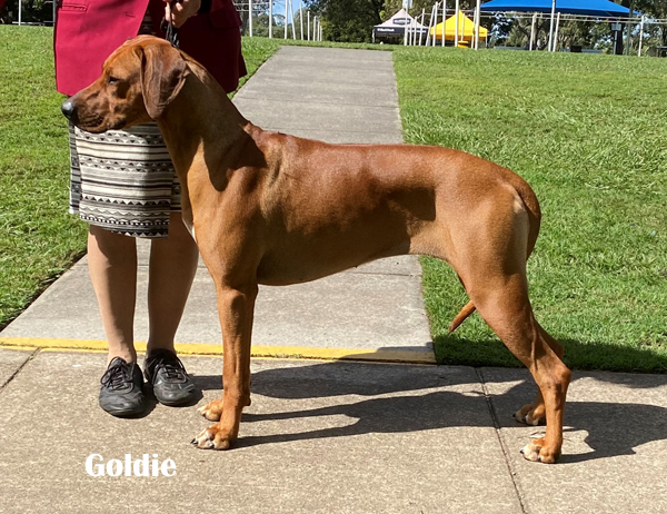 Chilolo rhodesian sale ridgebacks